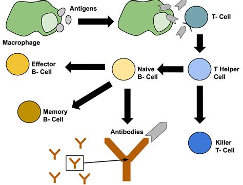 Wise Blood: The Principle of Overcoming in Disease and Immunity (Part 1 ...