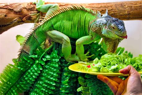 What Do Iguanas Eat? (Detailed Explanation From Experts) - Reptiles Life