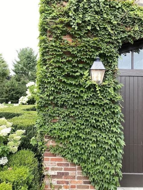 How to choose the best ivy walls for your home | The Zhush | Brick wall ...