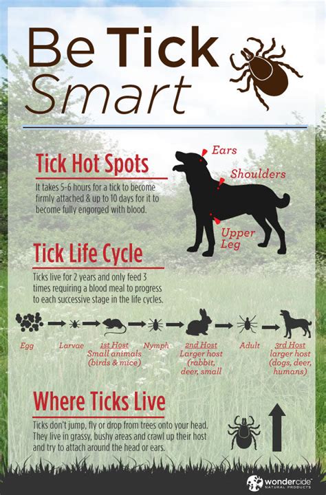 Infographic: Natural Tick Prevention for Dogs – Wondercide