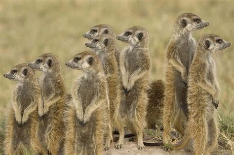 Can You Keep Meerkats As Pets - Pets Retro