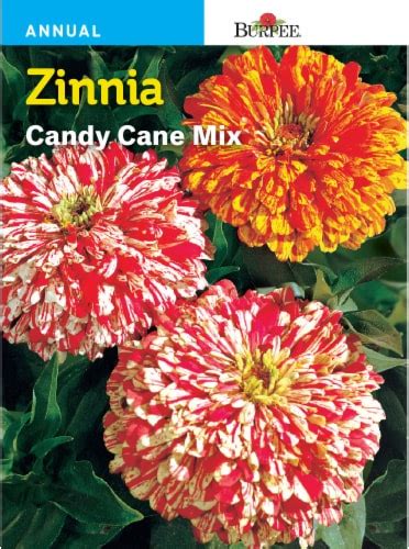 Burpee® Zinnia Candy Cane Seeds Mix, 1 ct - Fry’s Food Stores