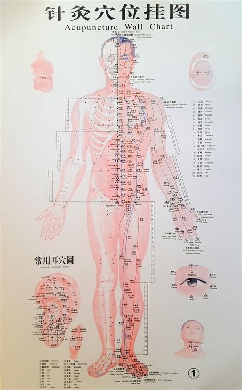 Acupuncture Chart - Male Front, Eye, Ear, Scalp