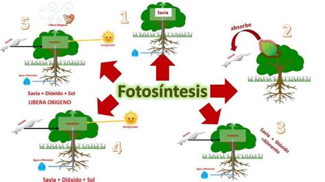 Mapa Conceptual sobre la Fotosíntesis - Cuadro Comparativo ...