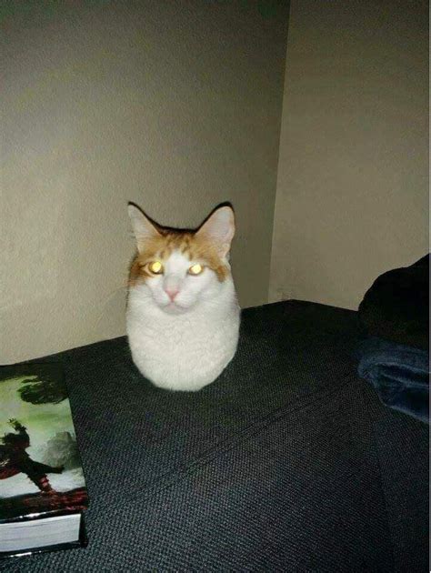 Loaf? or Egg? | Cats, Rare cats, Funny cat memes