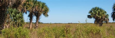 Lake Jesup Conservation Area – Florida Hikes