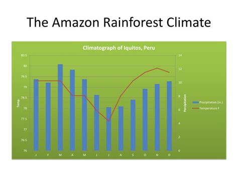 What Climate Is The Amazon Rainforest - Barbi Carlota