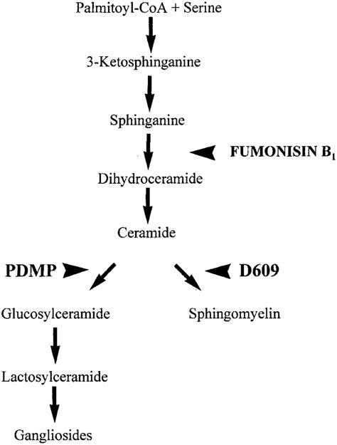 Sphingomyelin Synthesis