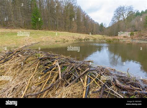 European beaver (Castor fiber) dam in spring, Spessart, Bavaria ...