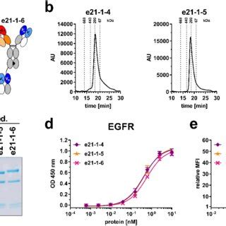 Biochemical characterization and binding properties of Fc-comprising 1 ...