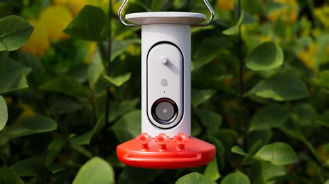 Bird Buddy Smart Hummingbird Feeder Is Like Your Personal Hummingbird ...