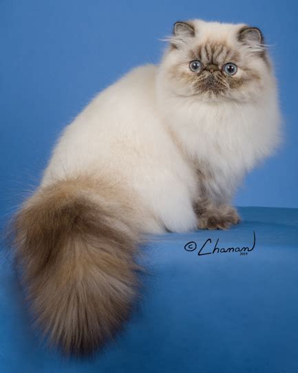 Himalayan Page - www.breedlist.com