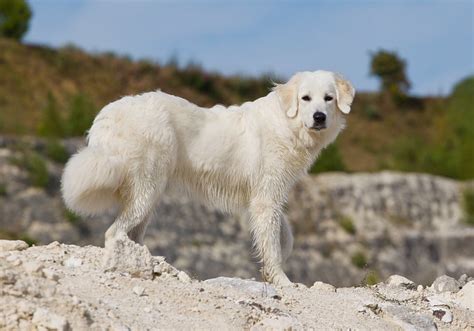 Polish Tatra Sheepdog | Dog-Breeds.com