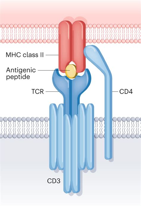 Identifying and cloning the T cell receptor