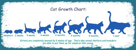 Cat Growth Chart by funlakota on DeviantArt