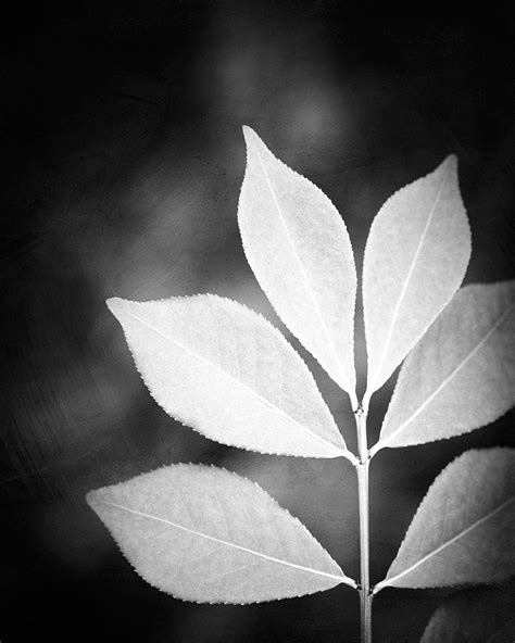 Black and White Photography nature leaf black white photos | Etsy