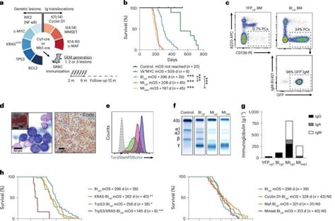 Scientists create mouse avatars to treat multiple myeloma