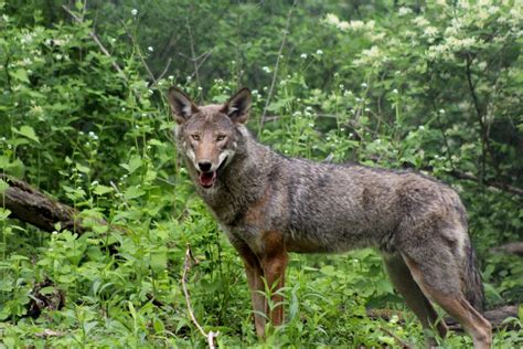 St. Louis Zoo developing 20 acre conservation habitat for endangered ...