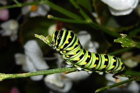 Caterpillar Camouflage Photograph by Bill Swartwout