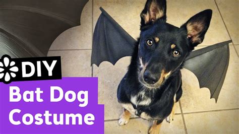 DIY Bat Dog Halloween Costume | Sea Lemon - YouTube