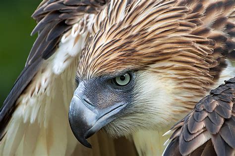 The Rare Philippine Eagle | Critter Science