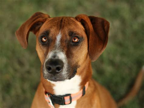 Cashew - Rhodesian Ridgeback mix