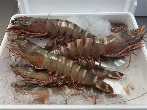 Giant Tiger Prawns