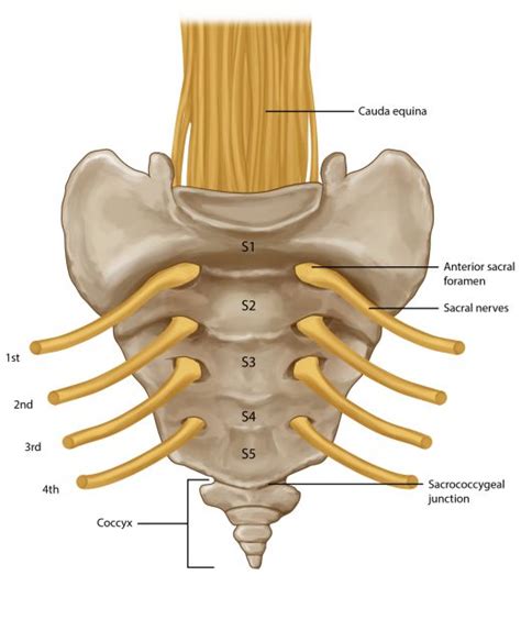 The Sacrum & Coccyx, a drawing with nerves & bone labeled for clearer ...