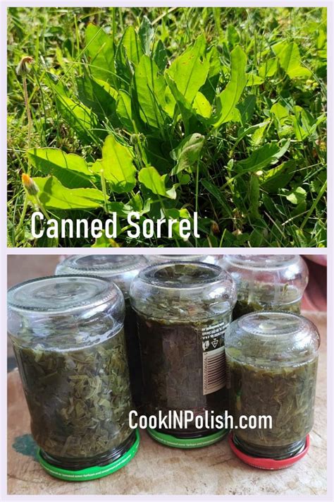 Canned Sorrel for Sorrel Soup - CookINPolish – Polish Food Recipes