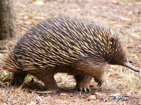 Eucalypt Habitat: Echidna