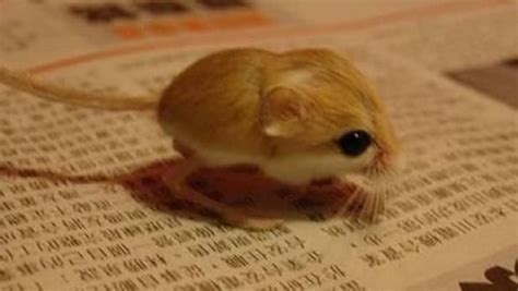 Baluchistan pygmy jerboa - Alchetron, the free social encyclopedia