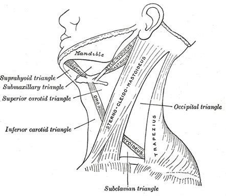 Digastric triangle | Radiology Reference Article | Radiopaedia.org