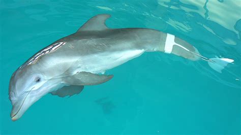 Winter the Dolphin's Prosthetic Tail - Video