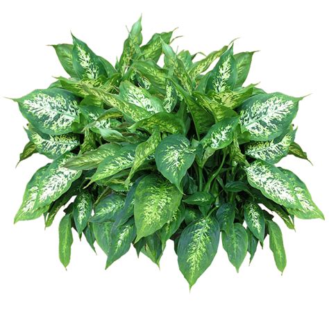 17+ transparent plants png - DavisAmauche