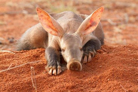 27 best Aardvark, Aardvarks. African antbear, Cape Anteater ...