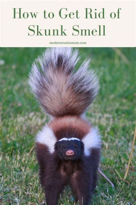 How to Get Rid of Skunk Smell | Skunk smell, Getting rid of skunks ...