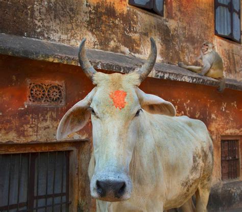 Holy Cows: Hinduism's Blessed Bovines