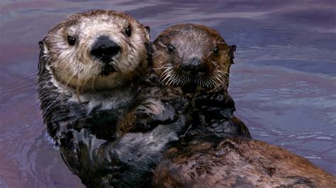 Sea Otter Pup Holding Hands