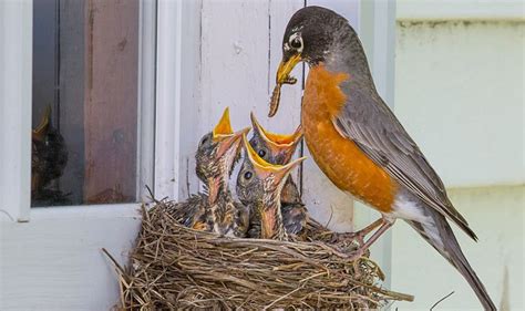 What Do Baby Birds Eat? 12 Foods and Feeding Tips