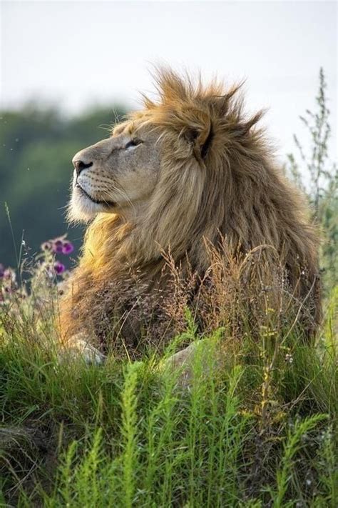 Majestic lion | Animals | Pinterest