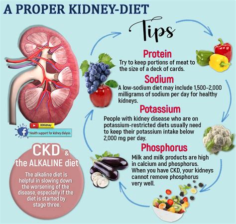 🔴 Follow the ALkaline Diet to Lower Creatinine Levels Fast: | Food for ...