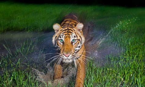 Sumatran Tiger in Tambling Wildlife Nature Conservation - Greenpeace USA