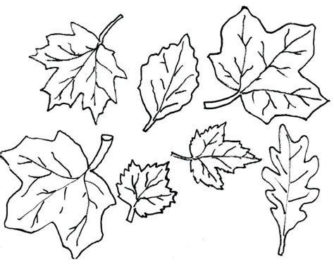 Autumn Leaf Outline Drawing at GetDrawings | Free download