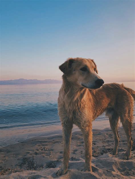 Dogs | 6 best free dog, canine, animal and pet photos on Unsplash