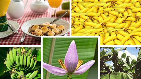 12 Tasty Varieties of Bananas in India - Kuntala's Travel Blog