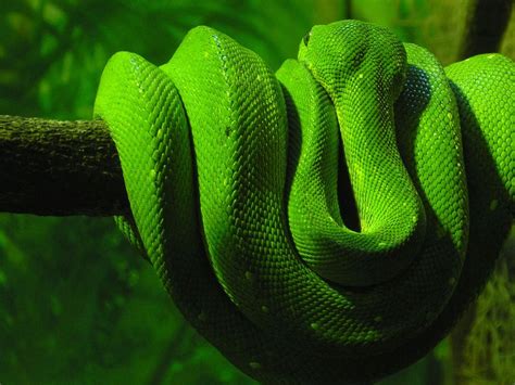 🔥 [50+] Green Snake Wallpapers | WallpaperSafari