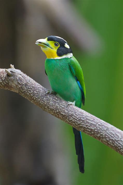 Long-tailed broadbill (Psarisomus dalhousiae)