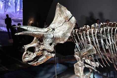 Meet Horridus, the world's best-preserved and most complete Triceratops