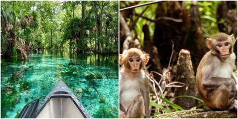 This Jungle-Like State Park Near Orlando Is Actually Inhabited By Wild ...