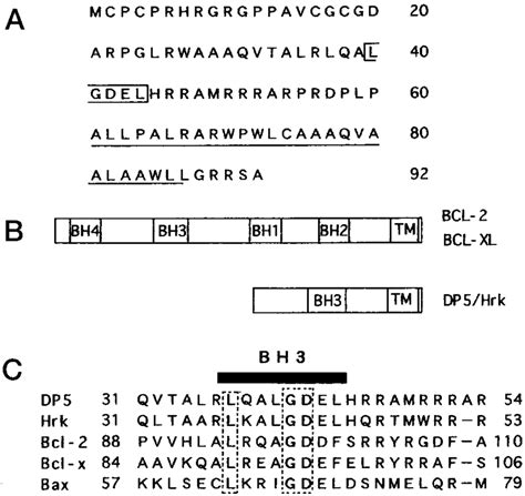 Structure of DP5 polypeptide. A, amino acid sequence of DP5 ...